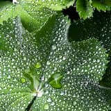 ladyMantle (1)