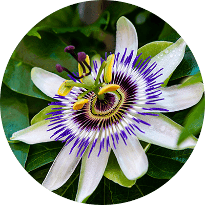 passionflower (1)