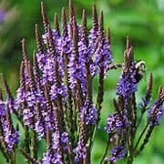 vervain (1)